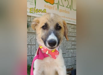 Elena geb. 04/2026 (GRC) - wunderbares Hundemädchen sucht wunderbares Zuhause!