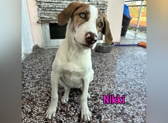 Nikki geb. 03/2025 (GRC) - verträgliche, süße und lernwillige Maus sucht ein Zuhause!