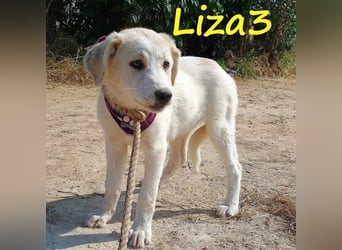 Liza3 geb. 03/2025 (GRC) - verspielte und neugierige Griechische Schäferhund Mix Welpin!