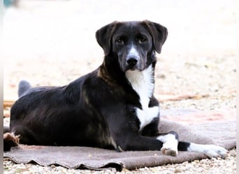 Laura3 geb. 06/2019 (GRC) - schüchterne Schönheit wünscht sich ein ruhiges Zuhause!