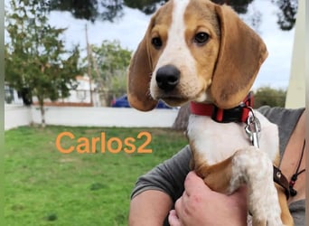 Carlos2 geb. 08/2025 (GRC) - neugieriger und aufgeschlossener, kleiner Welpe!