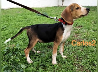 Carlos2 geb. 08/2025 (GRC) - neugieriger und aufgeschlossener, kleiner Welpe!