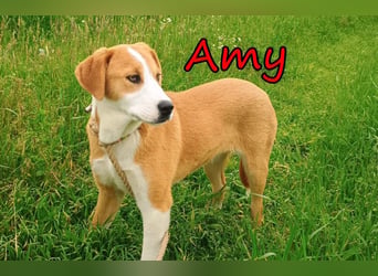 Amy geb. 11/2025 (GRC) - soziale + glückliche Maus sucht ihre eigene Familie!