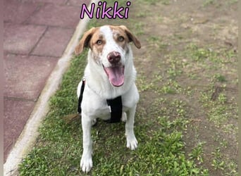 Nikki geb. 03/2025 (GRC) - verträgliche, süße und lernwillige Maus sucht ein Zuhause!