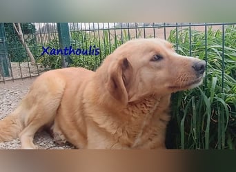 Xanthoulis geb. 01/2019 (GRC) - kluger, fröhlicher und menschenbezogener Rüde!