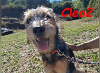 Cleo2 geb. 01/2025 (GRC) - freundliche Junghündin sucht ihr Körbchen!