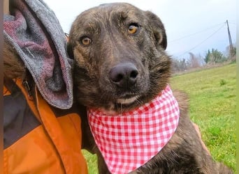 Sally6 geb. 2020 (GRC) - sanftmütige, ruhige und liebenswerte, wunderschöne Hündin!