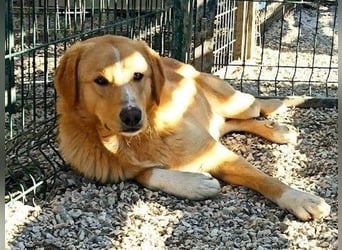 Xanthoulis geb. 01/2019 (GRC) - kluger, fröhlicher und menschenbezogener Rüde!