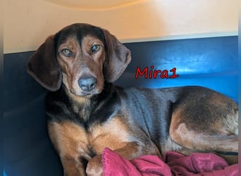 Mira1 geb. 08/2024 (GRC) - menschenbezogene Jagdhund-Mix Dame sucht ein Zuhause!