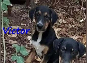 Victor geb. 07/2023 (GRC) - wunderschöner und menschenbezogener Junghund!