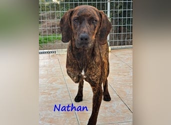 Nathan geb. 01/2022 (GRC) - verspielter, charmanter und wunderschöner Rüde!