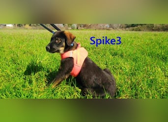 Spike3 geb. 11/2025 (GRC) - geselliges Hundebaby möchte in ein schönes Leben starten!