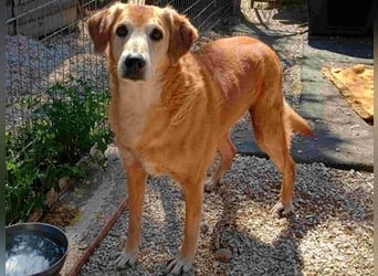 Flora3 geb. 06/2015 (GRC) - soziale Hundedame hat endlich etwas Liebe verdient!