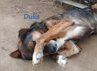 Duke geb. 02/2021 (GRC) - sensibler Rüde möchte endlich das Tierheim verlassen!
