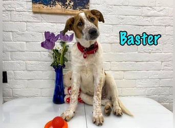 Baster geb. 10/2021 (in Deutschland) - sportlicher, verschmuster und aufmerksamer Rüde!