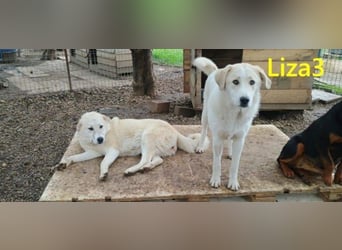 Liza3 geb. 03/2025 (GRC) - verspielte und neugierige Griechische Schäferhund Mix Welpin!