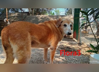 Flora3 geb. 06/2015 (GRC) - soziale Hundedame hat endlich etwas Liebe verdient!