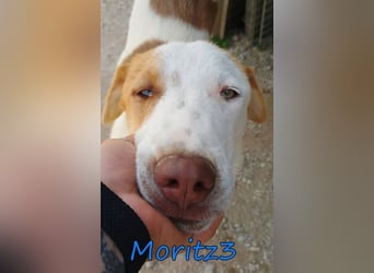 Moritz3 geb. 12/2025 (GRC) - freundlicher und verspielter Welpe sucht seine eigene Familie!