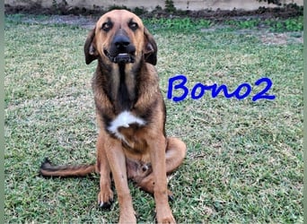Bono2 geb. 10/2024 (GRC) - entspannter und menschenbezogener Junghund!