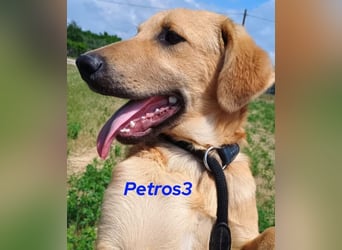 Petros3 geb. 12/2024 (GRC) - ausgeglichener, freundlicher und geselliger Junghund!