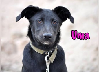 Uma geb. 03/2025 - freundliche und liebevolle Junghündin!