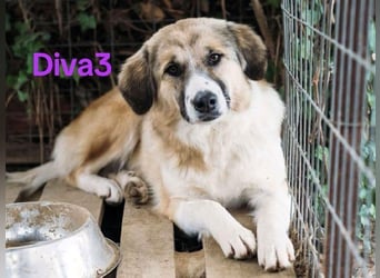 Diva3 geb. 07/2023 (GRC) - lebensfrohe, liebe und verspielte Junghündin!