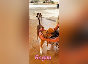 Ragna geb. 01/2025 (ESP) - gutgelaunte, freundliche Junghündin auf der Suche!