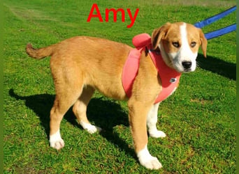 Amy geb. 11/2025 (GRC) - soziale + glückliche Maus sucht ihre eigene Familie!