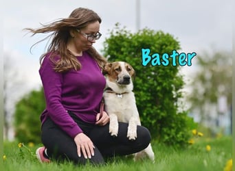 Baster geb. 10/2021 (in Deutschland) - sportlicher, verschmuster und aufmerksamer Rüde!