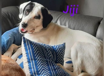 Jiji 07/2023 (in Deutschland) - ruhige und sanfte, wundervolle junge Hündin!