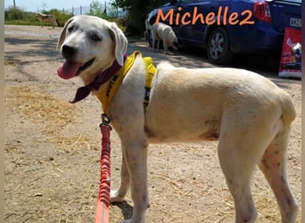 Michelle2 geb. 12/2024 (GRC) - gesellige und ruhige Welpin!