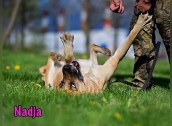 Nadja geb. 01/2017 - treue und verschmuste Hündin mit goldenem Herz!