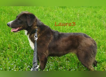 Laura3 geb. 06/2019 (GRC) - schüchterne Schönheit wünscht sich ein ruhiges Zuhause!