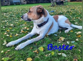 Baster geb. 10/2021 (in Deutschland) - sportlicher, verschmuster und aufmerksamer Rüde!