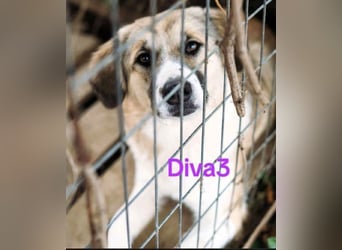 Diva3 geb. 07/2023 (GRC) - lebensfrohe, liebe und verspielte Junghündin!