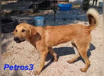 Petros3 geb. 12/2024 (GRC) - ausgeglichener, freundlicher und geselliger Junghund!