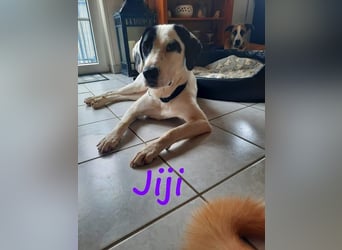 Jiji 07/2023 (in Deutschland) - ruhige und sanfte, wundervolle junge Hündin!