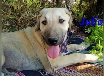 Julio geb. 12/2024 (GRC) - ausgeglichener und sozialer Junghund!