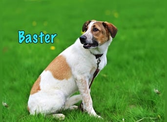 Baster geb. 10/2021 (in Deutschland) - sportlicher, verschmuster und aufmerksamer Rüde!