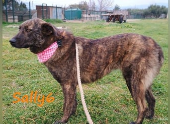 Sally6 geb. 2020 (GRC) - sanftmütige, ruhige und liebenswerte, wunderschöne Hündin!