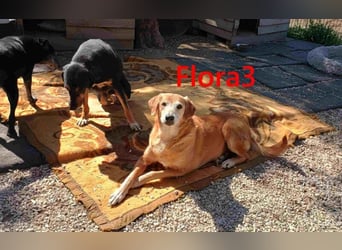 Flora3 geb. 06/2015 (GRC) - soziale Hundedame hat endlich etwas Liebe verdient!