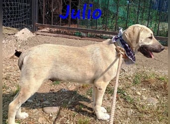 Julio geb. 12/2024 (GRC) - ausgeglichener und sozialer Junghund!