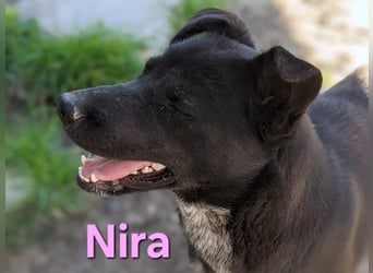 Nira geb. 05/2025 (ESP) - ausgeglichene Junghündin verdient endlich ihre Chance!