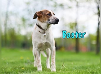 Baster geb. 10/2021 (in Deutschland) - sportlicher, verschmuster und aufmerksamer Rüde!