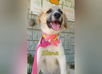 Elena geb. 04/2026 (GRC) - wunderbares Hundemädchen sucht wunderbares Zuhause!