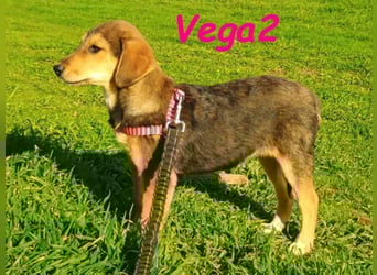 Vega2 geb. 08/2025 (GRC) - zärtliche und anhängliche Welpin!