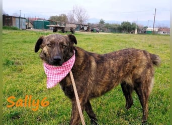 Sally6 geb. 2020 (GRC) - sanftmütige, ruhige und liebenswerte, wunderschöne Hündin!