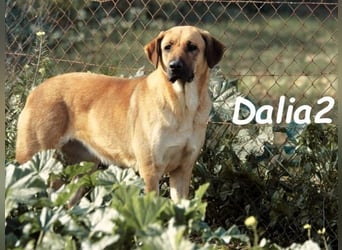 Dalia2 geb. 10/2018 (ESP) - verspielte, sanfte und zurückhaltende Hündin!
