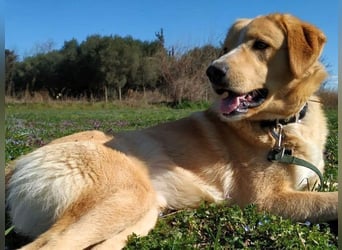 Xanthoulis geb. 01/2019 (GRC) - kluger, fröhlicher und menschenbezogener Rüde!