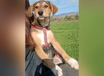 Vega2 geb. 08/2025 (GRC) - zärtliche und anhängliche Welpin!